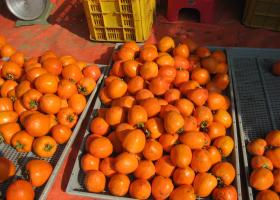 대봉감 판매안내